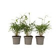 PLANT IN A BOX - Bambou - Set de 3 - Fargesia 'Asian Wonder' - Hauteur 25-40cm - ⌀13cm - vignette
