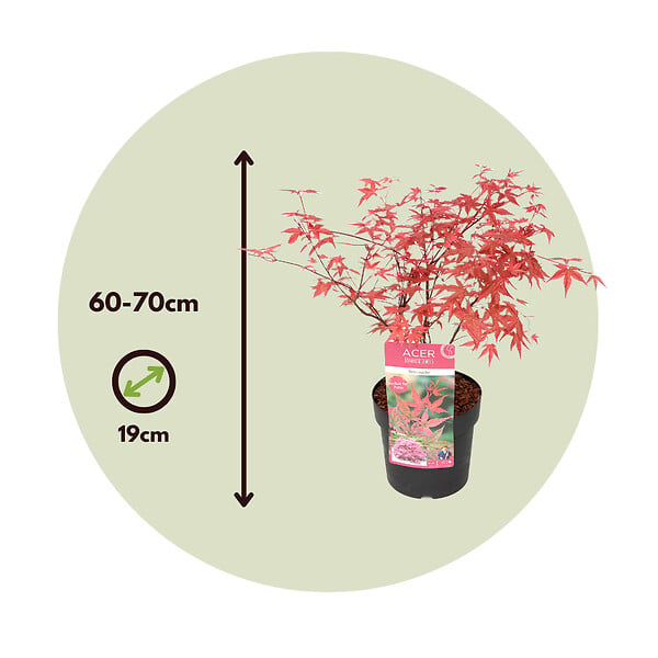 PLANT IN A BOX - érable du Japon - Set de 2 - Acer palmatum 'Beni Maiko' - H60-70cm - âŒ€19cm - large