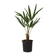 PLANT IN A BOX - Palmier de Chine - Set de 4 - Trachycarpus Fortunei - Hauteur 35-45cm - ⌀15cm - vignette