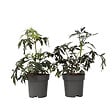 PLANT IN A BOX - Sureau noir - Set de 2 - Sambucus nigra 'Black Lace' - Hauteur 25-40cm - ⌀17cm - vignette