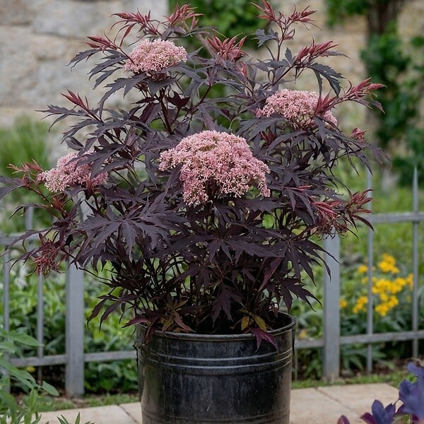PLANT IN A BOX - Sureau noir - Set de 2 - Sambucus nigra 'Black Lace' - Hauteur 25-40cm - ⌀17cm - large