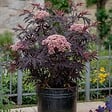 PLANT IN A BOX - Sureau noir - Set de 2 - Sambucus nigra 'Black Lace' - Hauteur 25-40cm - ⌀17cm - vignette