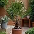 PLANT IN A BOX - Palmier nain - Chamaerops humilis - Hauteur 50-60cm - ⌀15cm - vignette