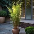 PLANT IN A BOX - Bambou non-traçant - Set de 6 - Fargesia nitida 'Red Dragon' - H50-70cm - ⌀17cm - vignette