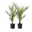 PLANT IN A BOX - Palmier Dattier des Canaries - Set de 2 - Phoenix - Hauteur 50-60cm - ⌀15cm - vignette