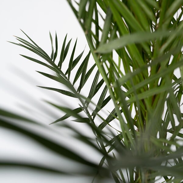 PLANT IN A BOX - Palmier Dattier des Canaries - Set de 2 - Phoenix - Hauteur 50-60cm - ⌀15cm - large