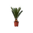 PLANT IN A BOX - Sagou du Japon - Cycas revoluta - Hauteur 45-60cm - ⌀15cm - vignette