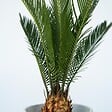 PLANT IN A BOX - Sagou du Japon - Cycas revoluta - Hauteur 45-60cm - ⌀15cm - vignette