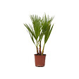PLANT IN A BOX - Palmier de Washington - Washingtonia robusta - Hauteur 50-60cm - ⌀15cm - vignette