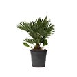PLANT IN A BOX - Palmier nain - Chamaerops 'Vulcano' - Hauteur 45-55cm - ⌀24cm - vignette