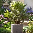 PLANT IN A BOX - Palmier nain - Chamaerops 'Vulcano' - Hauteur 45-55cm - ⌀24cm - vignette