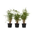 PLANT IN A BOX - Bambou non-traçant - Set de 3 - Fargesia rufa - Hauteur 25-40cm - ⌀13cm - vignette