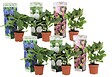 PLANT IN A BOX - Hortensia - Set de 6 - Hydrangea macrophylla - Hauteur 25-40cm - ⌀10,5cm - vignette