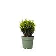PLANT IN A BOX - Houx crenelé - Ilex crenata 'Jenny' - Hauteur 30-40cm - ⌀17cm - vignette