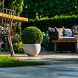 PLANT IN A BOX - Houx crenelé - Ilex crenata 'Jenny' - Hauteur 30-40cm - ⌀17cm - vignette