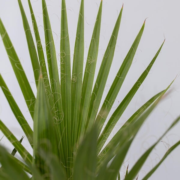 PLANT IN A BOX - Mélange de palmiers d'extérieur - Set de 6 - Hauteur 50-70cm - ⌀15cm - large