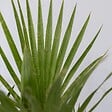 PLANT IN A BOX - Mélange de palmiers d'extérieur - Set de 6 - Hauteur 50-70cm - ⌀15cm - vignette
