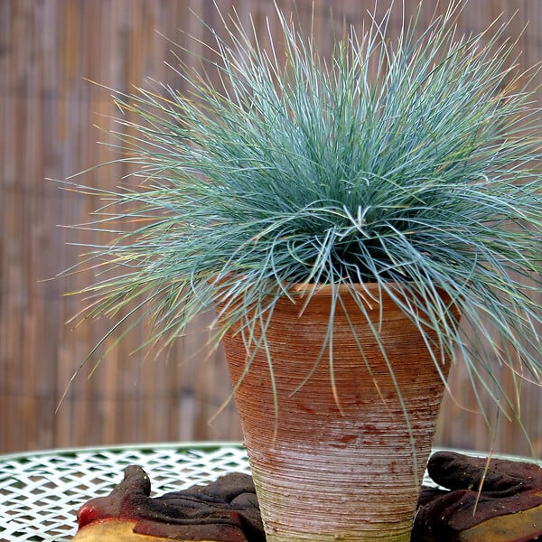 PLANT IN A BOX - Fétuque - Set de 6 - Festuca glauca 'Elijah Blue' - Hauteur 10-15cm - ⌀9cm - large
