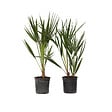 PLANT IN A BOX - Palmier nain - Set de 2 - Chamaerops humilis - Hauteur 50-60cm - ⌀15cm - vignette