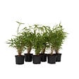 PLANT IN A BOX - Bambou non-traçant - Set de 6 - Fargesia rufa - Hauteur 25-40cm - ⌀13cm - vignette