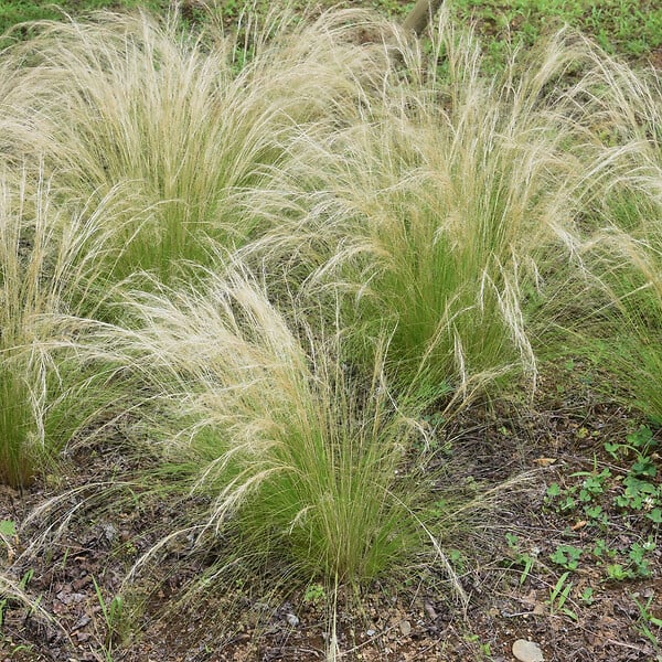 PLANT IN A BOX - Herbe aux plumes - Set de 6 - Stipa tenuifolia 'Pony Tails' - H20-30cm - ⌀9cm - large