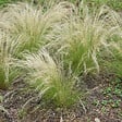 PLANT IN A BOX - Herbe aux plumes - Set de 6 - Stipa tenuifolia 'Pony Tails' - H20-30cm - ⌀9cm - vignette