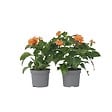 PLANT IN A BOX - Fleur du feu - Set de 2 - Crossandra 'Fortuna' - Hauteur 20-30cm - ⌀13cm - vignette