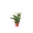 PLANT IN A BOX - Fleur de lune - Spathiphyllum 'Torelli' - Hauteur 30-45cm - ⌀12cm - vignette