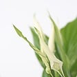 PLANT IN A BOX - Fleur de lune - Spathiphyllum 'Torelli' - Hauteur 30-45cm - ⌀12cm - vignette