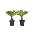 PLANT IN A BOX - Palmier hawaïen - Set de 2 - Brighamia 'Insignis' - Hauteur 25-35cm - ⌀12cm - vignette