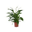 PLANT IN A BOX - Fleur de lune - Spathiphyllum 'Lima' - Hauteur 60-75cm - ⌀17cm - vignette