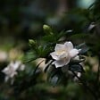 PLANT IN A BOX - Jasmin du Cap - Gardenia jasminoides - Hauteur 20-30cm - ⌀13cm - vignette