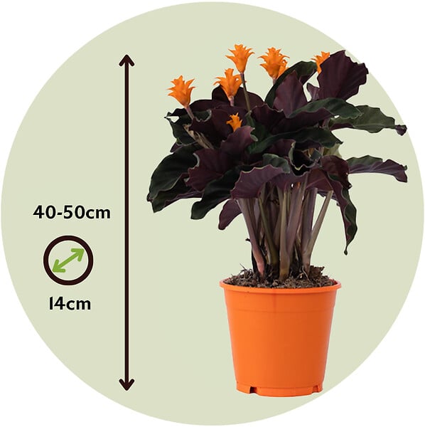 PLANT IN A BOX - Calathée - Set de 2 - Calathea crocata 'Tassmania' - Hauteur 40-50cm - ⌀14cm - large