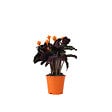 PLANT IN A BOX - Calathée - Calathea crocata 'Tassmania' - Hauteur 40-50cm - ⌀14cm - vignette