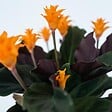 PLANT IN A BOX - Calathée - Calathea crocata 'Tassmania' - Hauteur 40-50cm - ⌀14cm - vignette