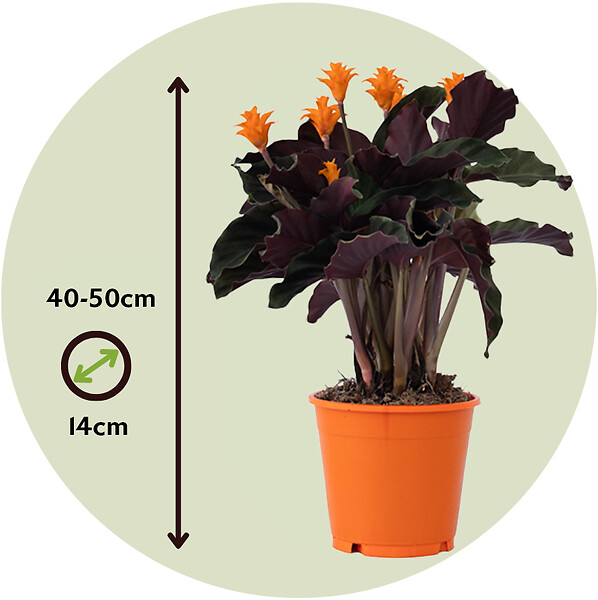 PLANT IN A BOX - Calathée - Calathea crocata 'Tassmania' - Hauteur 40-50cm - ⌀14cm - large