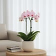 PLANT IN A BOX - Orchidée papillon - Phalaenopsis Multiflora - Hauteur 35-45cm - ⌀12cm - vignette