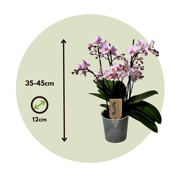 PLANT IN A BOX - Orchidée papillon - Phalaenopsis Multiflora - Hauteur 35-45cm - ⌀12cm - large