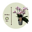 PLANT IN A BOX - Orchidée papillon - Phalaenopsis Multiflora - Hauteur 35-45cm - ⌀12cm - vignette