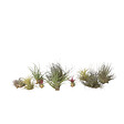 PLANT IN A BOX - Plante aérienne - Set de 10 - Tillandsia - Hauteur 5-15cm - ⌀5cm - vignette