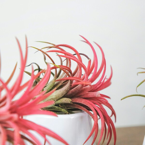 PLANT IN A BOX - Plante aérienne - Set de 10 - Tillandsia - Hauteur 5-15cm - ⌀5cm - large