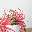 PLANT IN A BOX - Plante aérienne - Set de 10 - Tillandsia - Hauteur 5-15cm - ⌀5cm - vignette