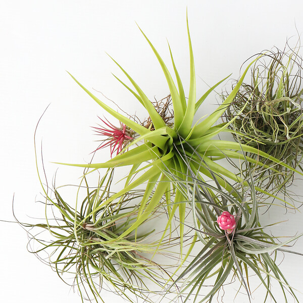 PLANT IN A BOX - Plante aérienne - Set de 10 - Tillandsia - Hauteur 5-15cm - ⌀5cm - large