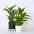 PLANT IN A BOX - Mélange de plantes d'intérieur - Set de 2 - Hauteur 60-75cm - ⌀17cm - vignette