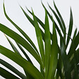 PLANT IN A BOX - Mélange de plantes d'intérieur - Set de 2 - Hauteur 60-75cm - ⌀17cm - vignette