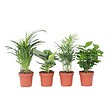 PLANT IN A BOX - Plantes d'intérieur tendance - Set de 4 - Hauteur 25-40cm - ⌀12cm - vignette