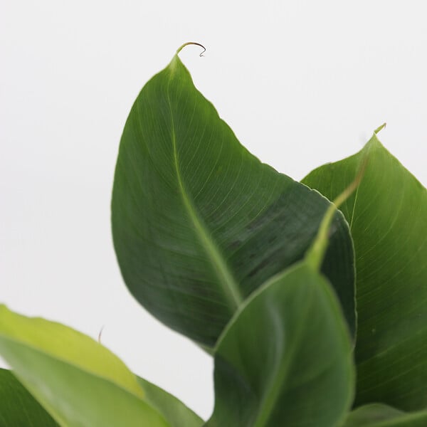 PLANT IN A BOX - Plantes d'intérieur tendance - Set de 4 - Hauteur 25-40cm - ⌀12cm - large