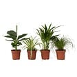 PLANT IN A BOX - Amical pour les animaux - Set de 4 - Pet Friendy Mix - Hauteur 25-40cm - ⌀12cm - vignette