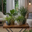 PLANT IN A BOX - Amical pour les animaux - Set de 4 - Pet Friendy Mix - Hauteur 25-40cm - ⌀12cm - vignette