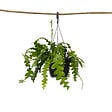 PLANT IN A BOX - Cactus orchidée - Epiphyllum 'Anguliger' - Hauteur 30-40cm - ⌀15cm - vignette